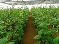 Cucumber in Greenhouse 					 					 					 					 					 					 					 					 					 					 					 					 					 