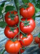 Tomato Vegetables					 